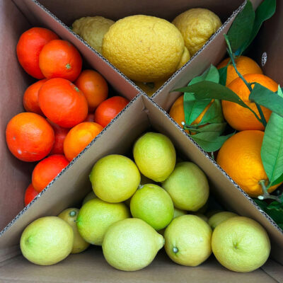 Box Degustazione Arance Limoni Clementine e Cedri 14,5 kg